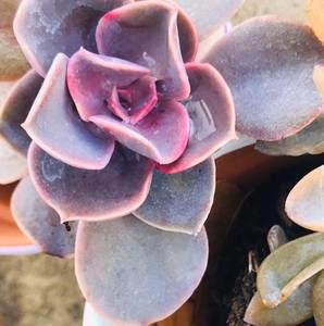 Meet your Posher, Bella